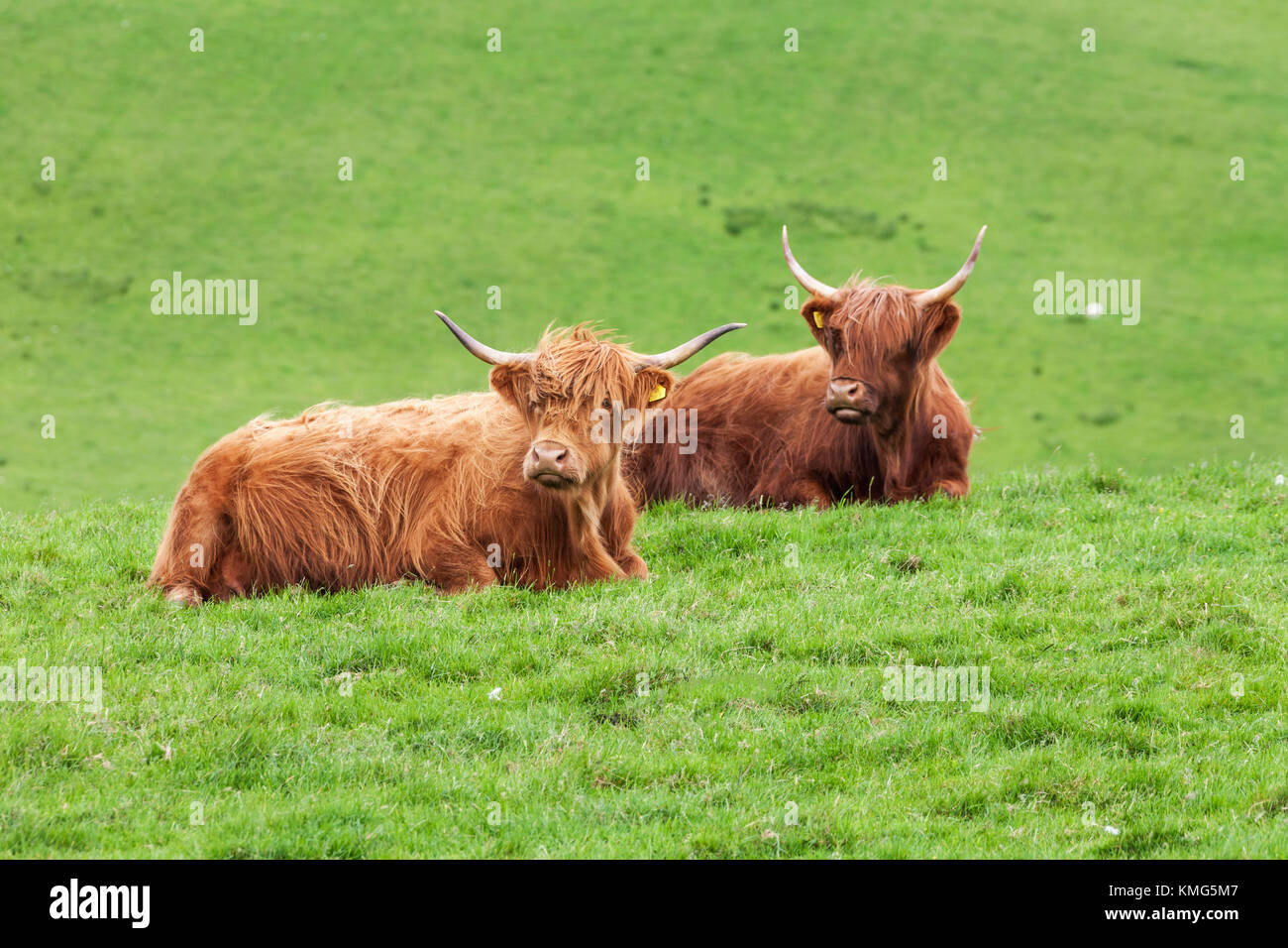Yaks sitzen auf Gras Stockfoto