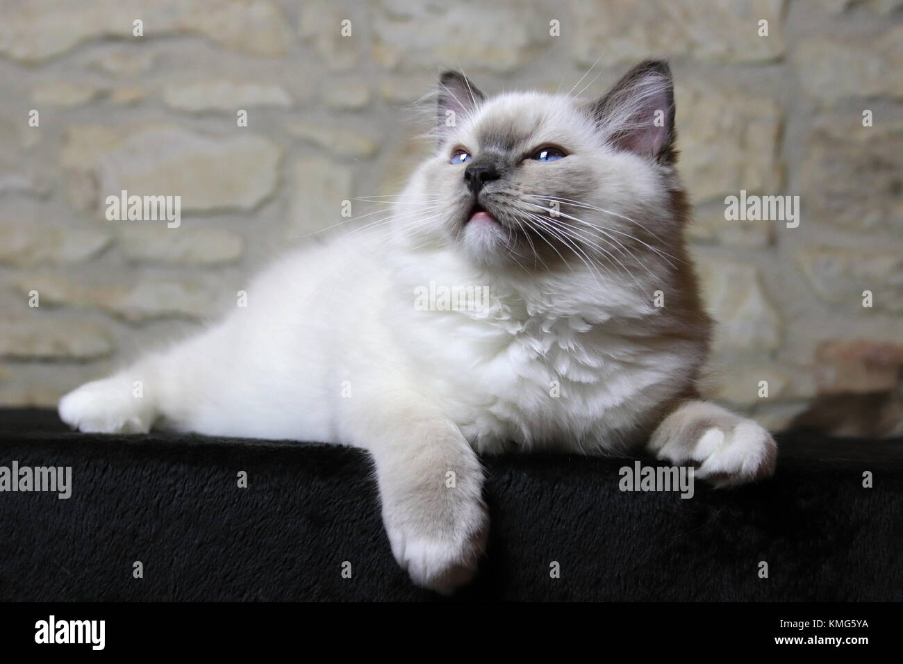 Ragdoll Kätzchen, Katzen Stockfoto