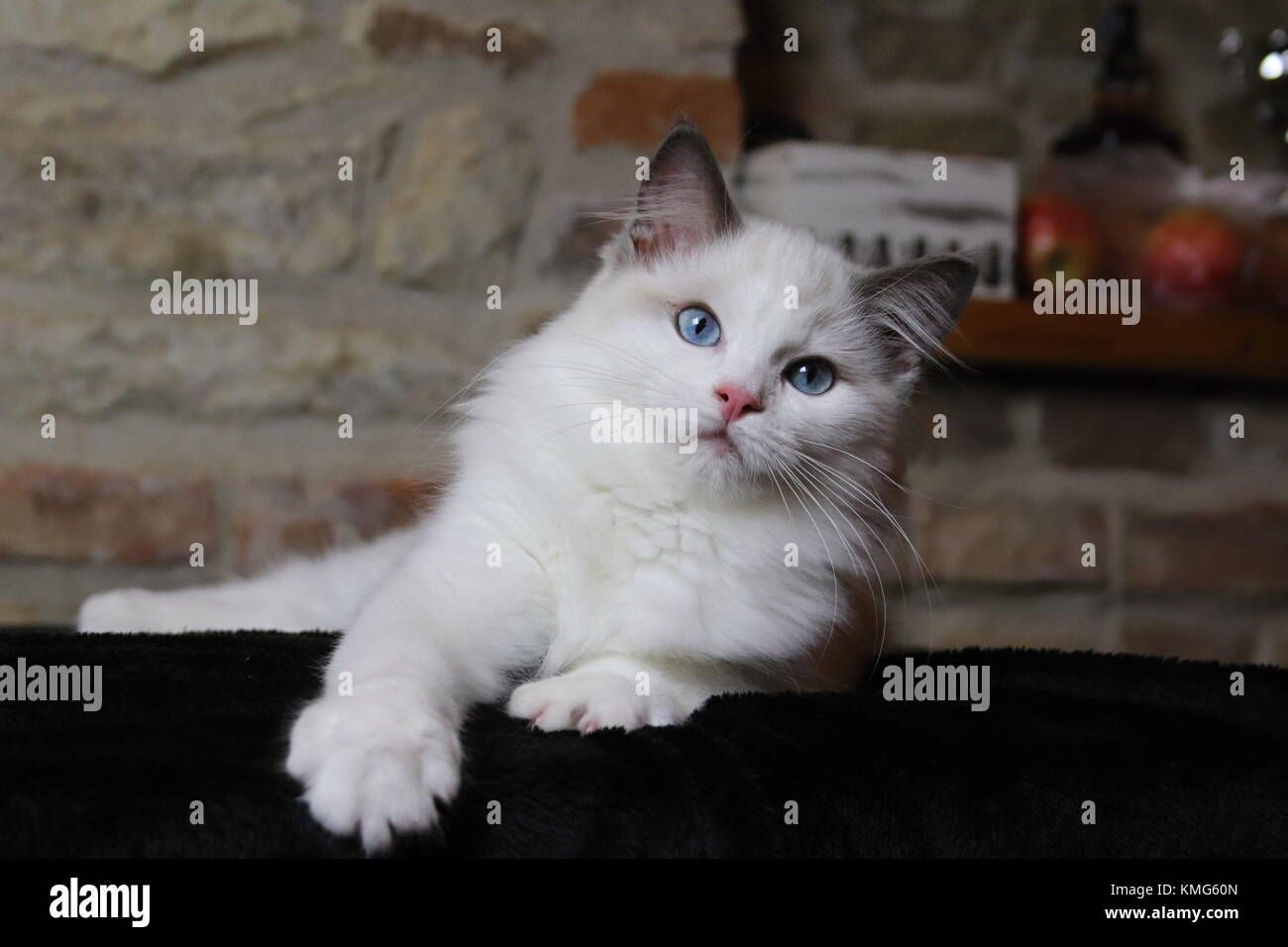 Ragdoll Kätzchen, Katzen Stockfoto