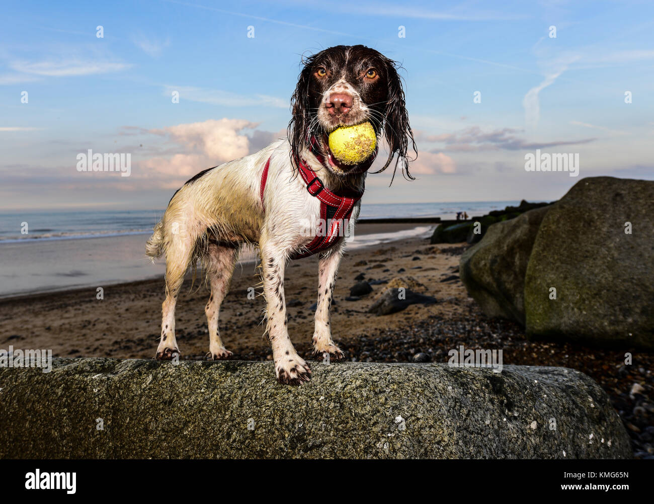 Englisch Springer Spaniel Stockfoto