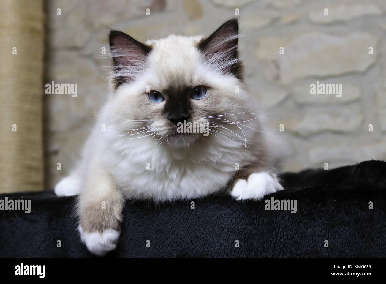 Ragdoll Kätzchen, Katzen Stockfoto