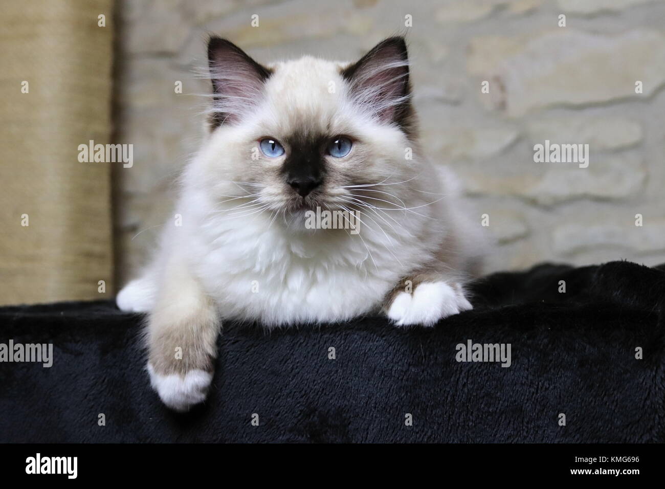 Ragdoll Kätzchen, Katzen Stockfoto