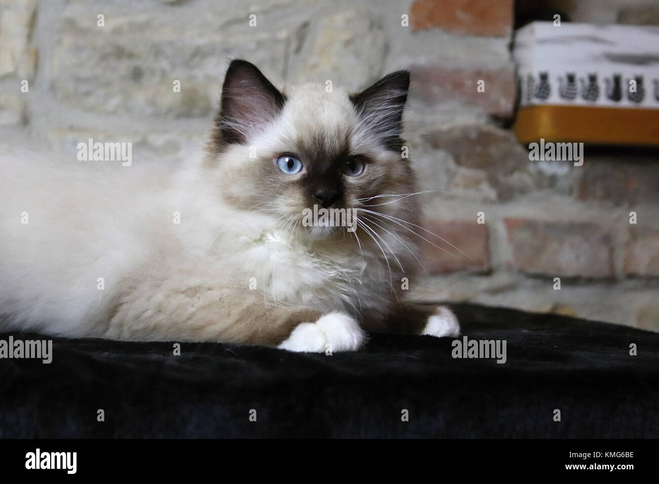 Ragdoll Kätzchen, Katzen Stockfoto
