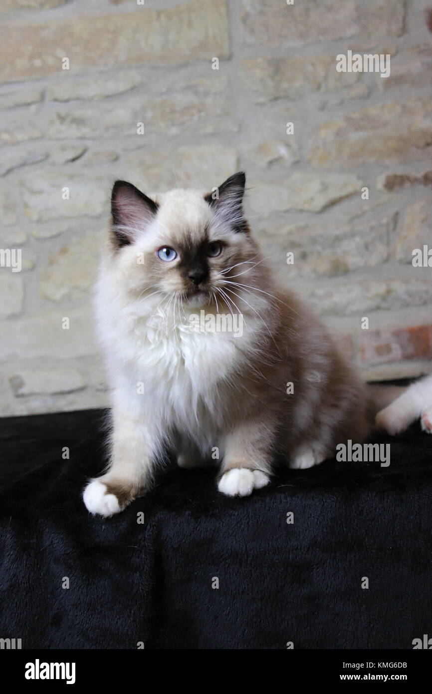 Ragdoll Kätzchen, Katzen Stockfoto