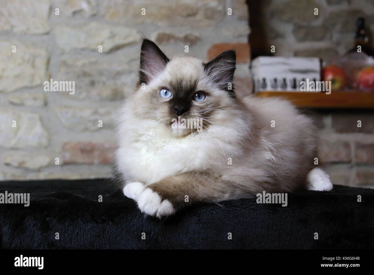Graue Ragdoll-Katzen Plüschtier – Handgefertigt, Weich, Niedliches Kuscheltier Für Kinder