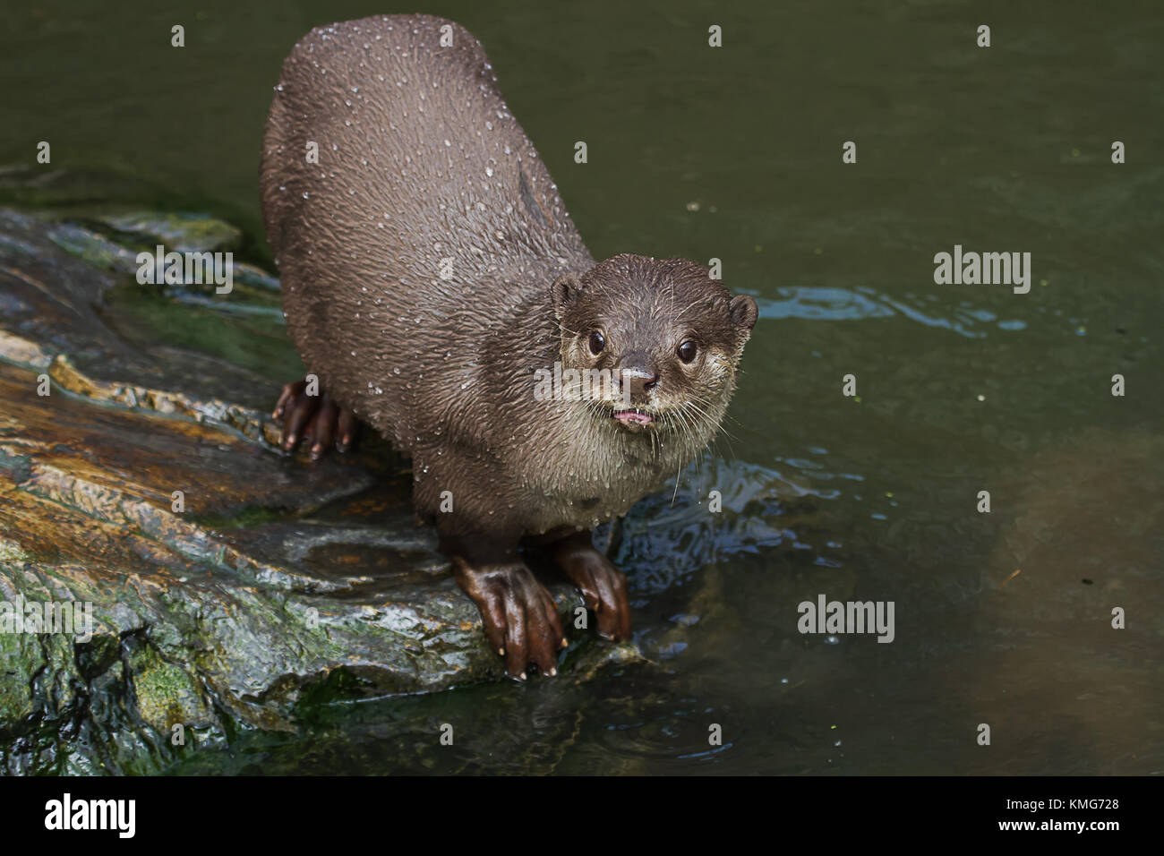 Foto eines Erwachsenen glatt beschichtet Otter Stockfoto