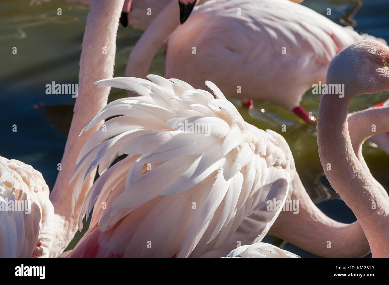 PONT DE GAU, CAMARGUE, FLAMANTS ROSES, BDR FRANKREICH 13 Stockfoto