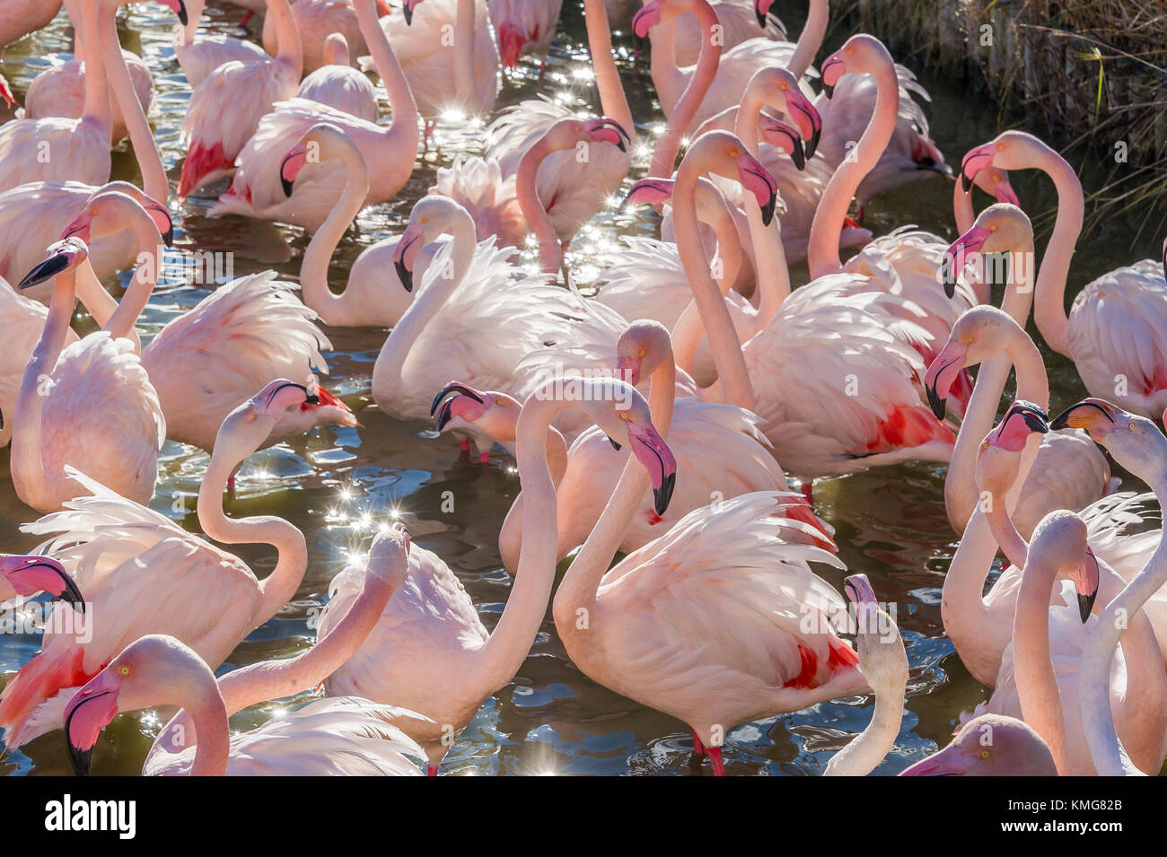 PONT DE GAU, CAMARGUE, FLAMANTS ROSES, BDR FRANKREICH 13 Stockfoto