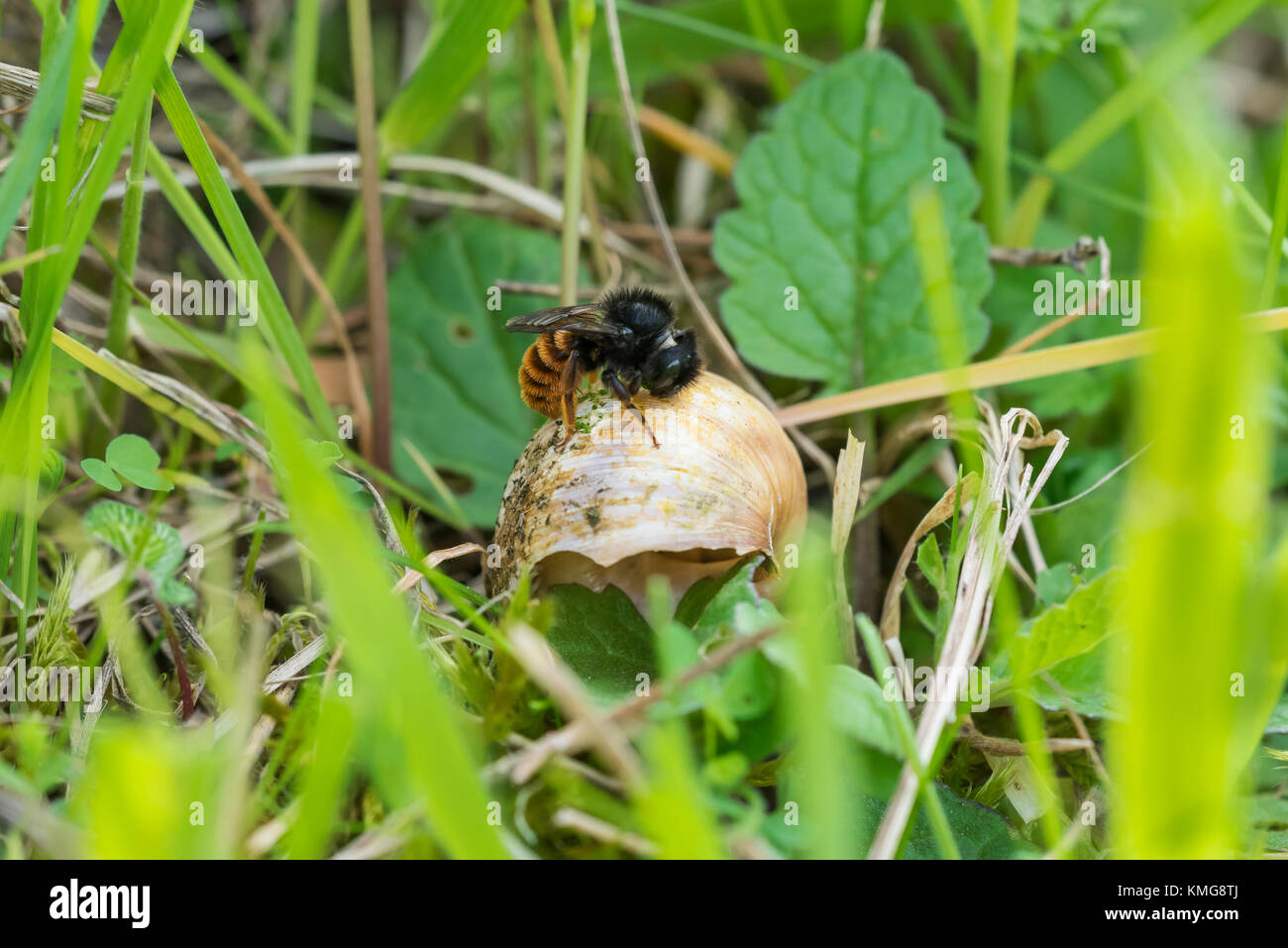 Schneckenhaus, zweifarbige Mauerbiene Osmia bicolor, Red-tailed Mason bee Stockfoto