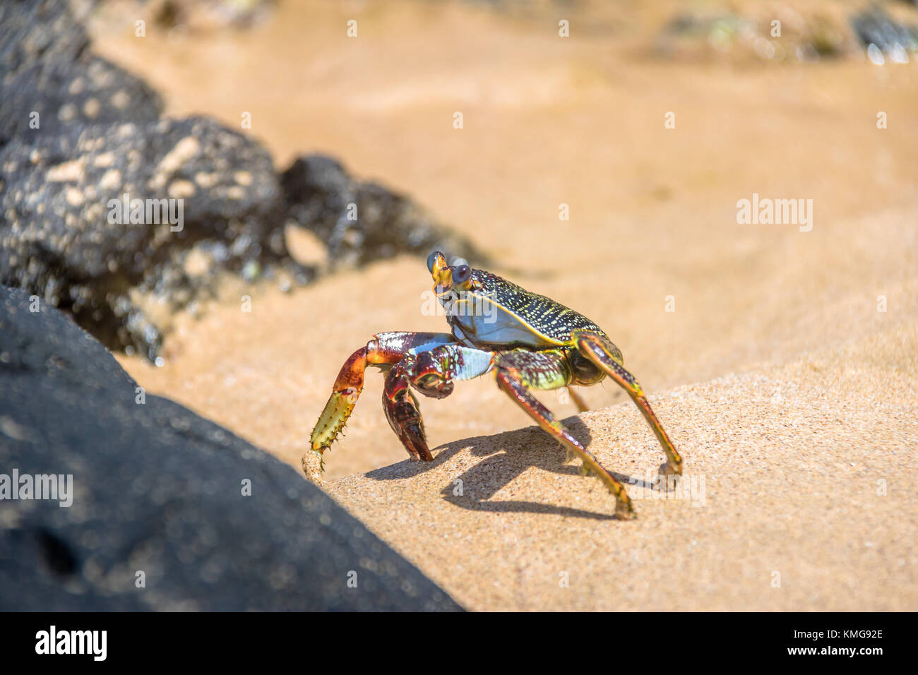 Bunte rote Krebse (Goniopsis cruentata) am Strand Praia do Sancho - Fernando de Noronha, Pernambuco, Brasilien Stockfoto