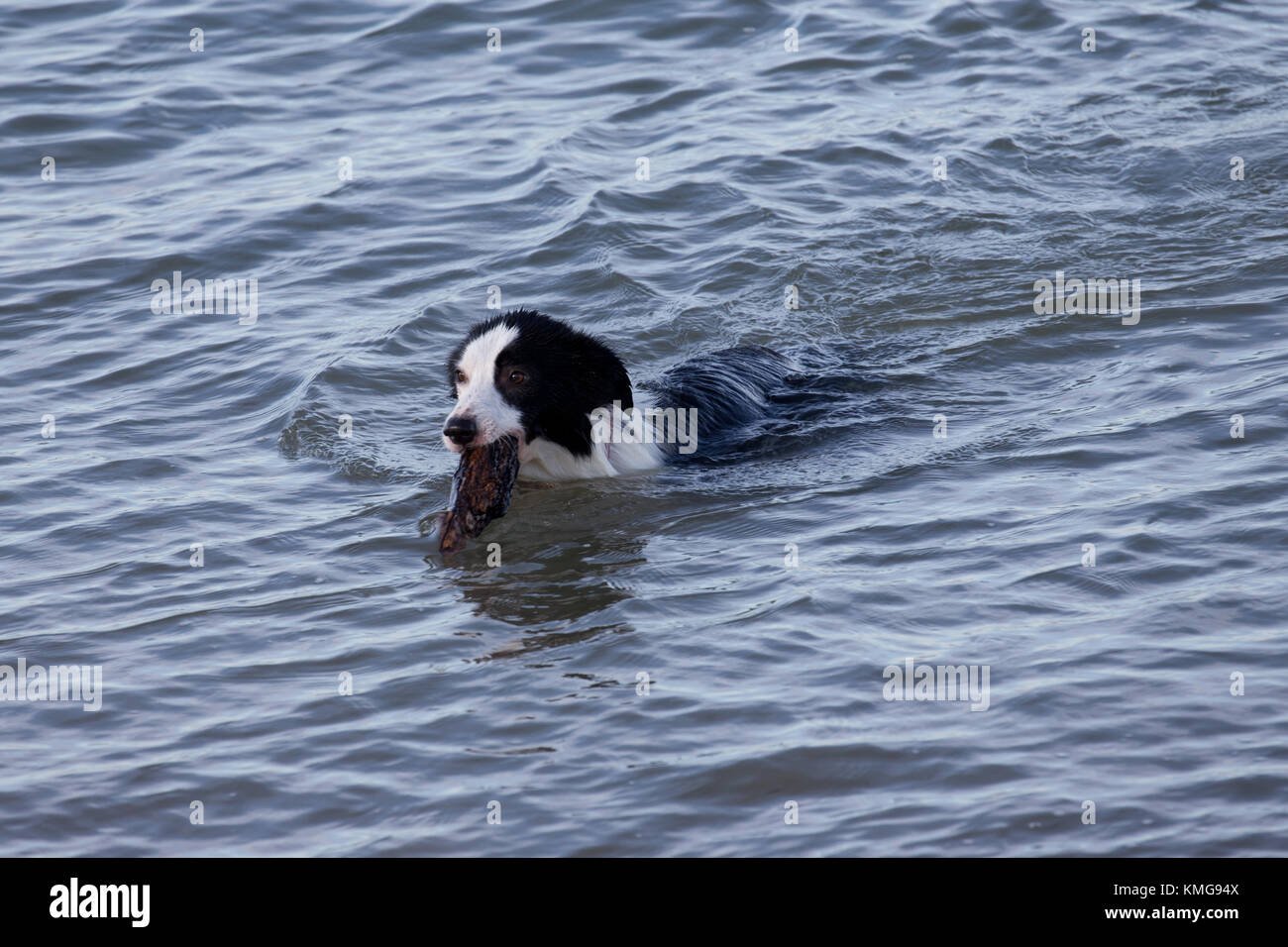 Border Collie schwimmen mit Stick in ihren Mund Stockfoto