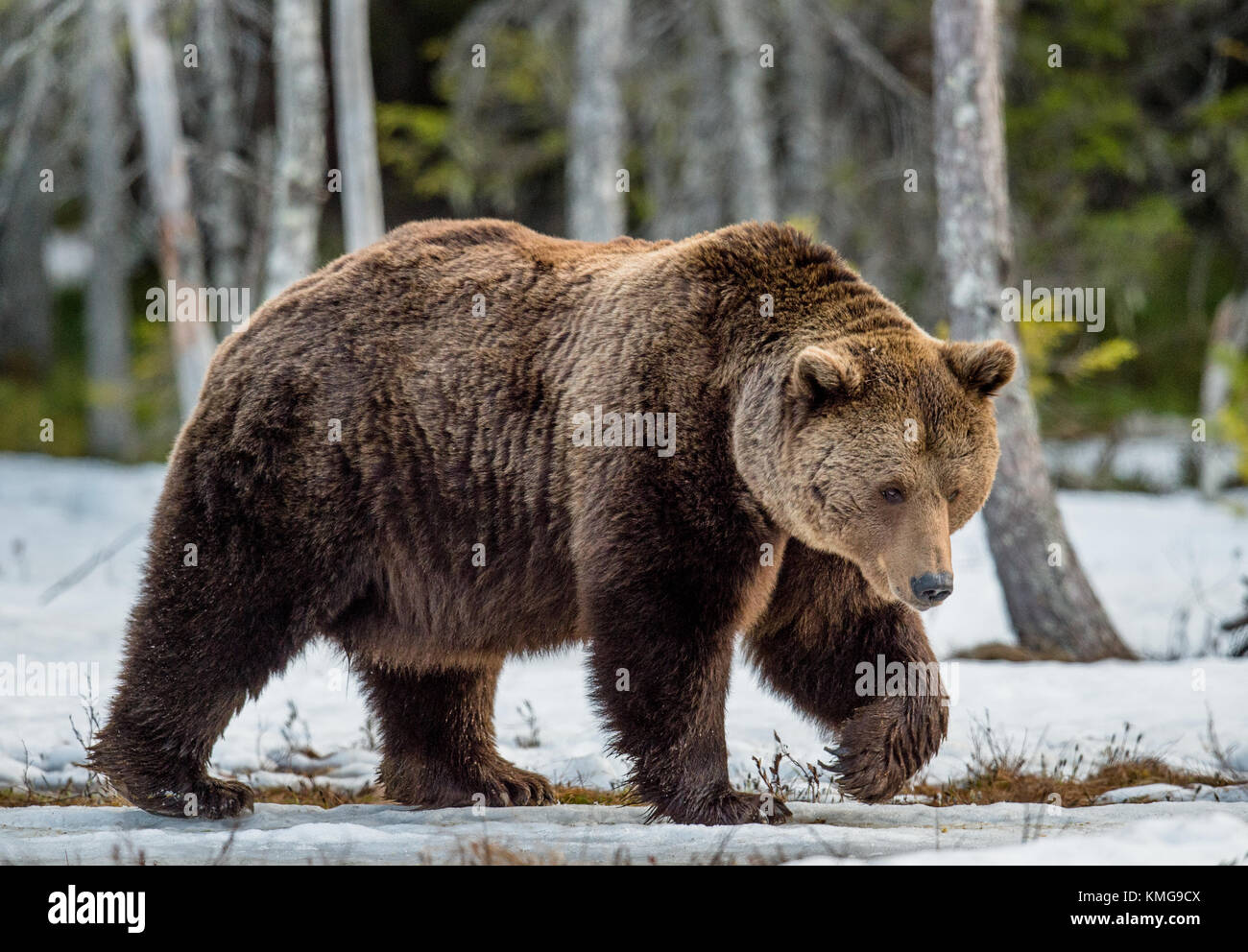 Nahaufnahme Portrait von erwachsenen männlichen Braunbären auf einer Schnee Sumpf im Frühjahr Wald bedeckt. eurasischer Braunbär (Ursus arctos arctos) Stockfoto