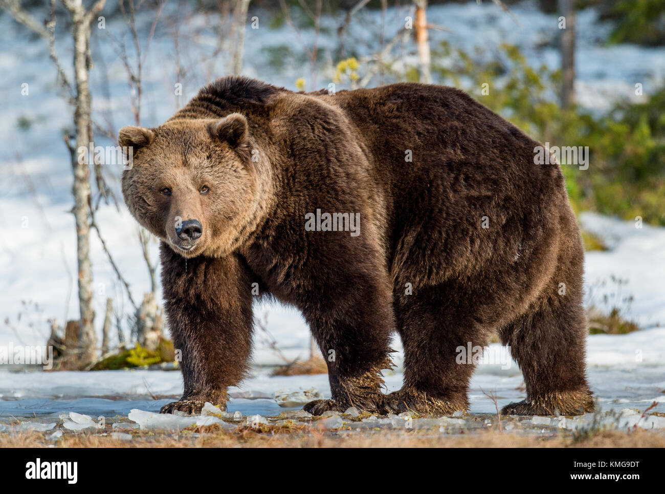 Nahaufnahme Portrait von erwachsenen männlichen Braunbären auf einer Schnee Sumpf im Frühjahr Wald bedeckt. eurasischer Braunbär (Ursus arctos arctos) Stockfoto