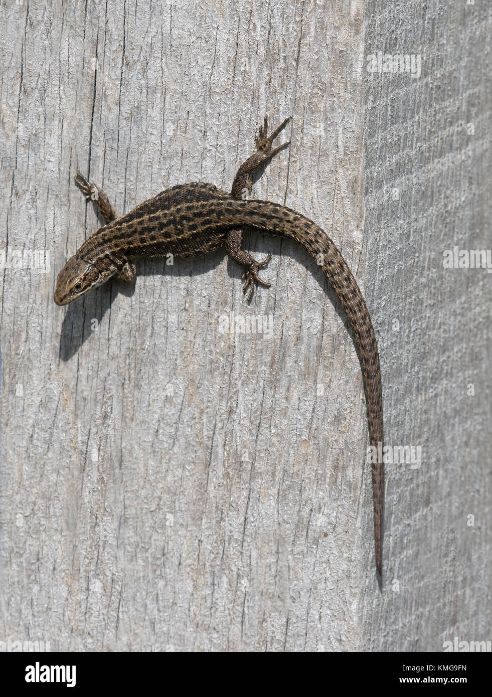 Junge lebendgebärende Lizard/Common lizard, Zootoca vivipara/Lacerta vivipara, juvenile Sonnen auf hölzernen Pfosten im Sommer, Arne, Dorset, Großbritannien Stockfoto