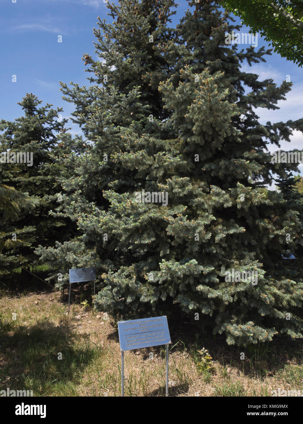 Armenischen Erbes, der völkermord Denkmal und Museum, das auf einem Hügel Tsitsernakaberd, n Eriwan Armenien, Grove besuchen Würdenträger gepflanzt Stockfoto