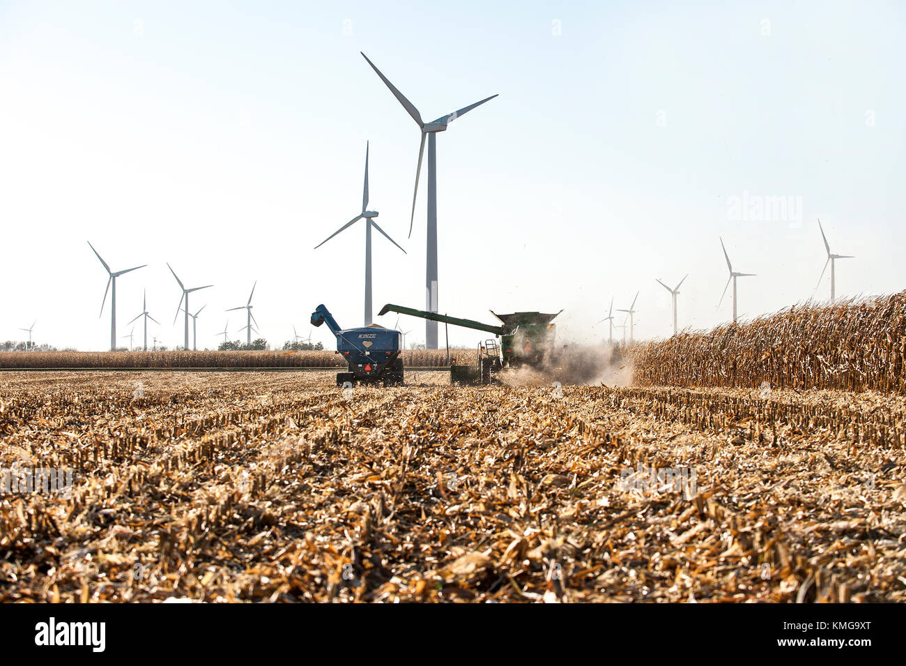 Mähdrescher ERNTEN VON MAIS MIT ABLAGERUNGEN AUS DER RÜCKSEITE DER MASCHINE AUF EINER FARM IN DER NÄHE VON GRAND Meadow, Minnesota Stockfoto