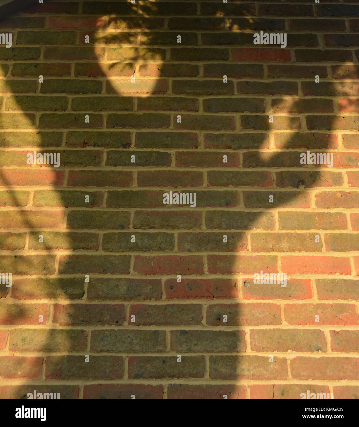 Brick Wall mit Schatten von Bäumen Stockfoto