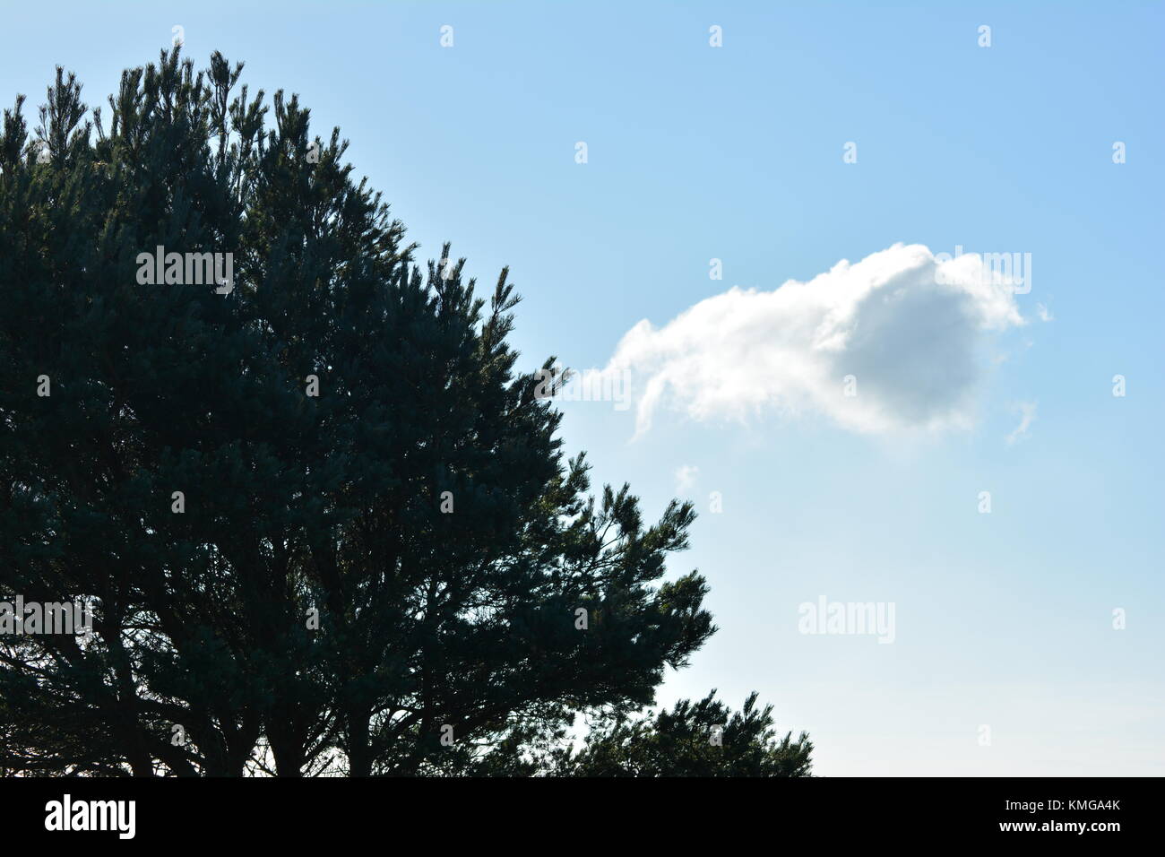 Ungewöhnliche Cloud und Tannenbaum Stockfoto