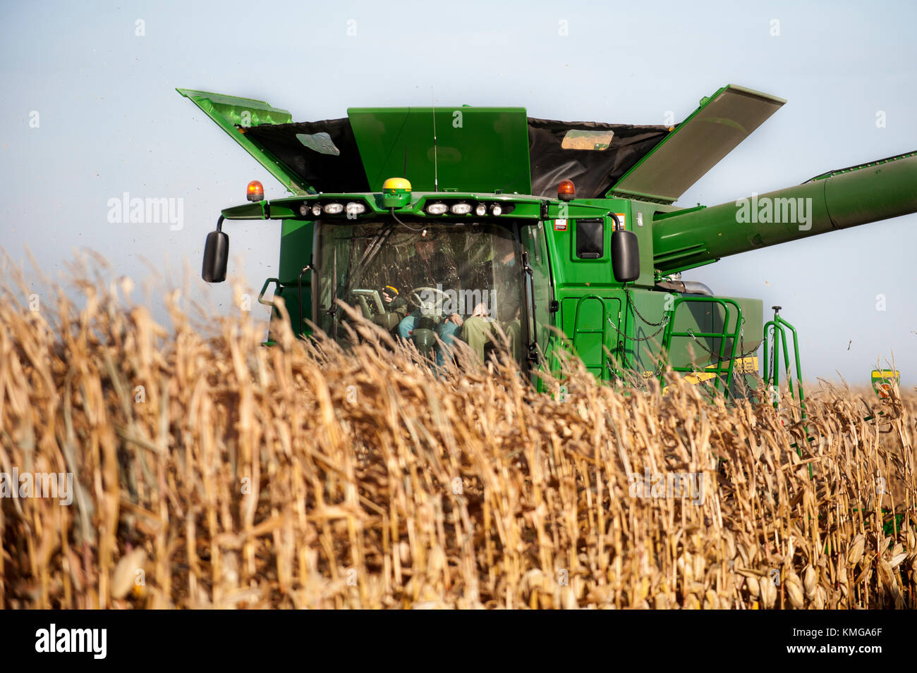 Mähdrescher ERNTEN VON MAIS AUF EINER FARM IN DER NÄHE VON GRAND Meadow, Minnesota Stockfoto