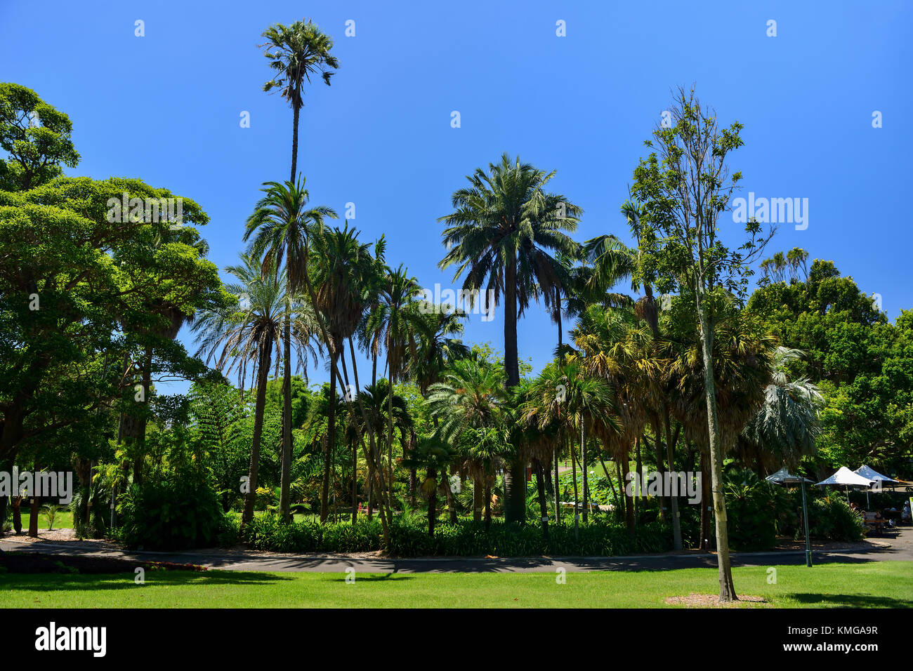 Palmen in Königlicher botanischer Garten Sydney, New South Wales, Australien Stockfoto