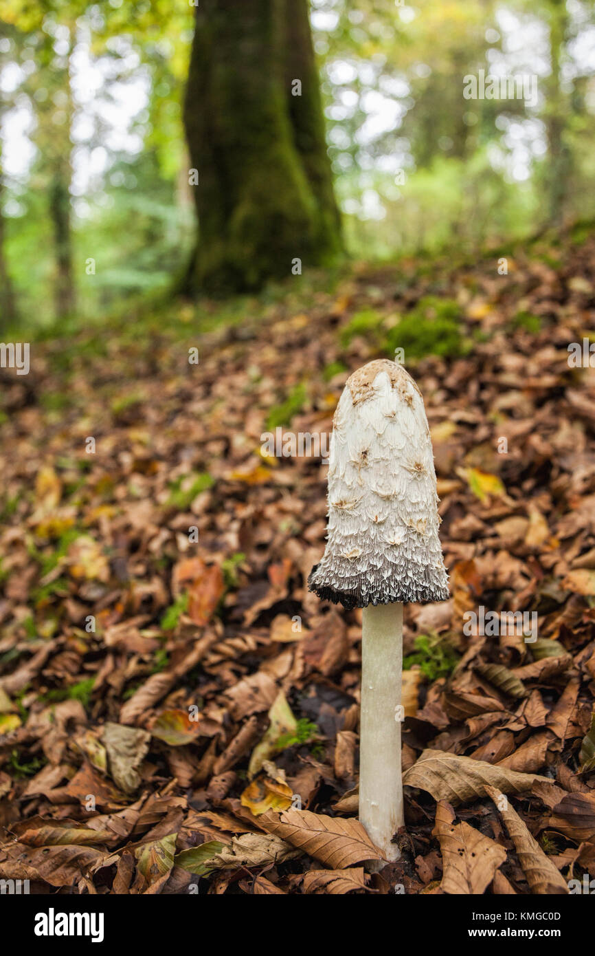 Shaggy Inkcap Pilze (Coprinus comatus) wächst in Wäldern. Galtee Woods, Limerick, Irland, eingesehen werden. Stockfoto