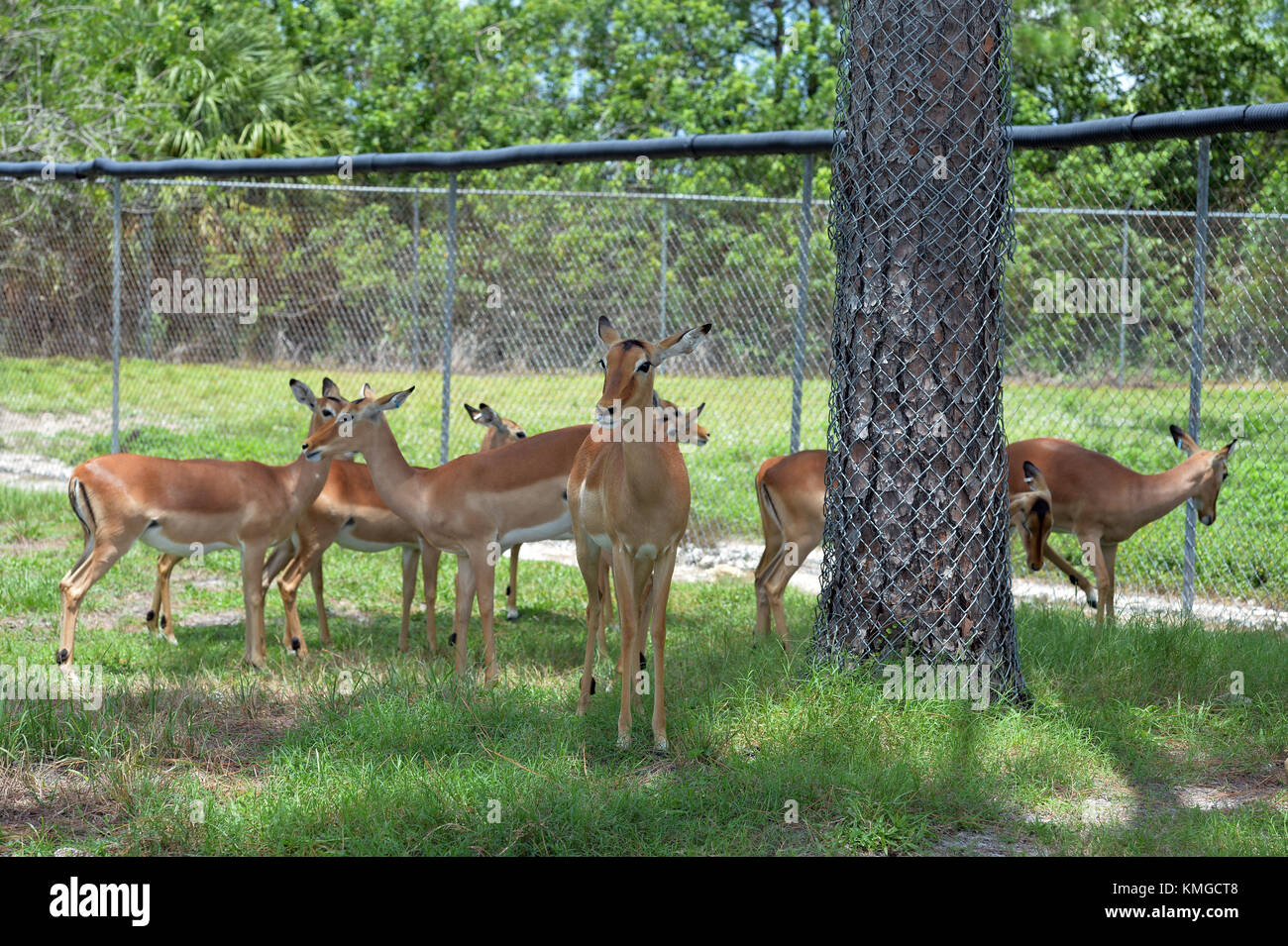 Loxahatchee, FL - 17. AUGUST: Tiere in Lion Country Safari am 17. August 2015 in Loxahatchee, Florida. Personen: Animals Transmission Ref: FLXX Hoo-Me.com / MediaPunch Stockfoto