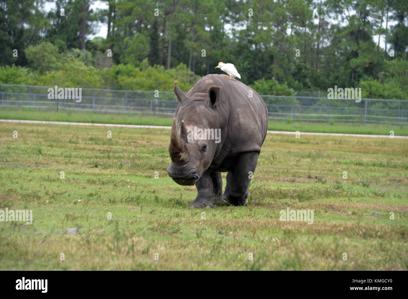 Loxahatchee, FL - 17. AUGUST: Nashorn bei Lion Country Safari am 17. August 2015 in Loxahatchee, Florida. Personen: Nashorn Transmission Ref: FLXX Hoo-Me.com / MediaPunch Stockfoto