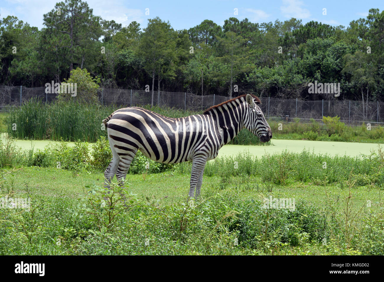 Loxahatchee, FL - 17. AUGUST: Zebra bei Lion Country Safari am 17. August 2015 in Loxahatchee, Florida. Personen: Zebra Transmission Ref: FLXX Hoo-Me.com / MediaPunch Stockfoto