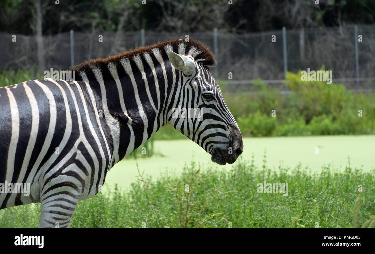 Loxahatchee, FL - 17. AUGUST: Zebra bei Lion Country Safari am 17. August 2015 in Loxahatchee, Florida. Personen: Zebra Transmission Ref: FLXX Hoo-Me.com / MediaPunch Stockfoto