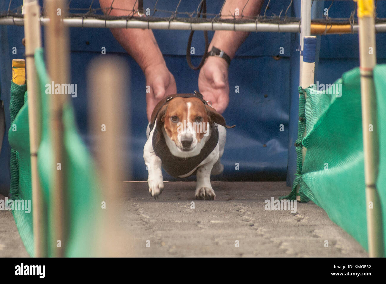 Von seiner Besitzerin gehalten, ein Dackel Hund bereitet ein Rennen auf einem Oktoberfest Versammlung an deutschen ethnischen alte Welt Dorf in Huntington Beach, CA. Stockfoto