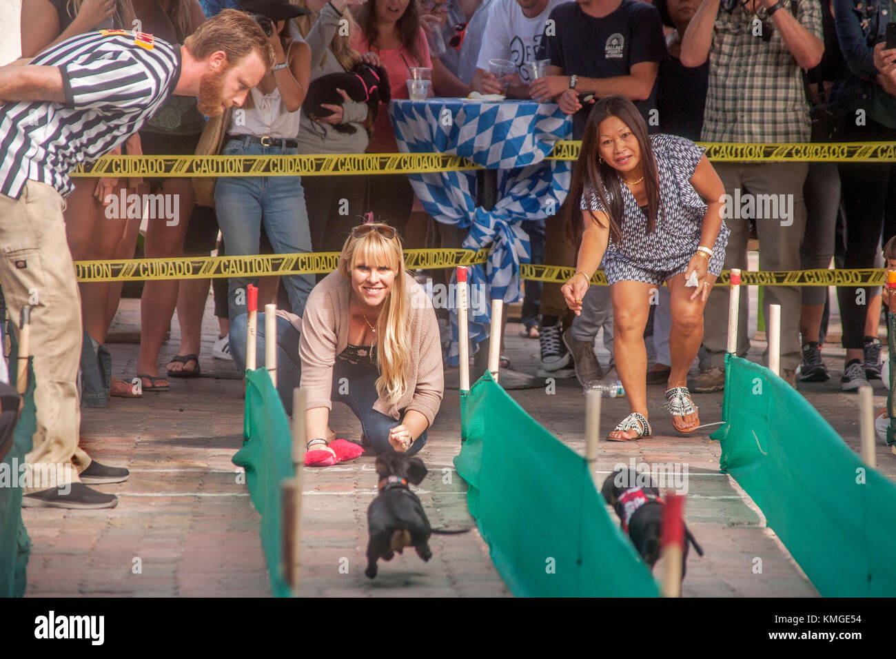 Ein oktoberfest Masse Uhren dackel Hund Rennen auf einen kleinen Anschluss an deutschen ethnischen alte Welt Dorf in Huntington Beach, CA. Hinweis Schiedsrichter links und begeisterte Besitzer. Stockfoto