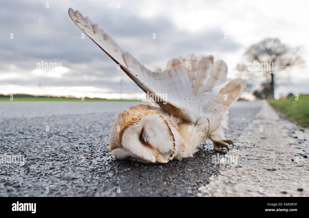 Laatzen, Deutschland. 27 Nov, 2017. Ein toter Schleiereule liegt auf einer Straße in der Nähe von laatzen, Deutschland, 27. November 2017. Credit: Julian Stratenschulte/dpa/alamy leben Nachrichten Stockfoto