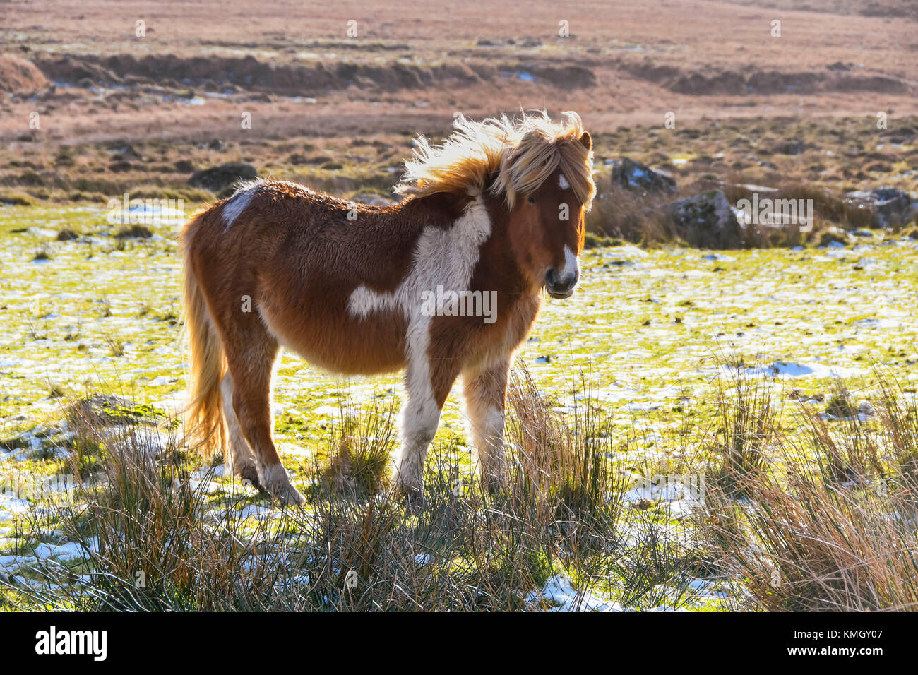 Dartmoor pony in winter snow Fotos und Bildmaterial in hoher
