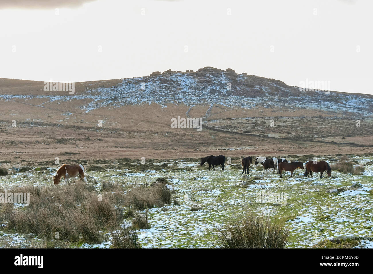 Princetown, Dartmoor, Großbritannien. 8. Dezember 2017. UK Wetter. Dartmoor Ponys weiden auf der schneebedeckten Heide in der Nähe von Kings Tor ordentlich Princetown im Nationalpark Dartmoor in der Grafschaft Devon, an einem kalten Wintertag. Foto: Graham Jagd-/Alamy leben Nachrichten Stockfoto