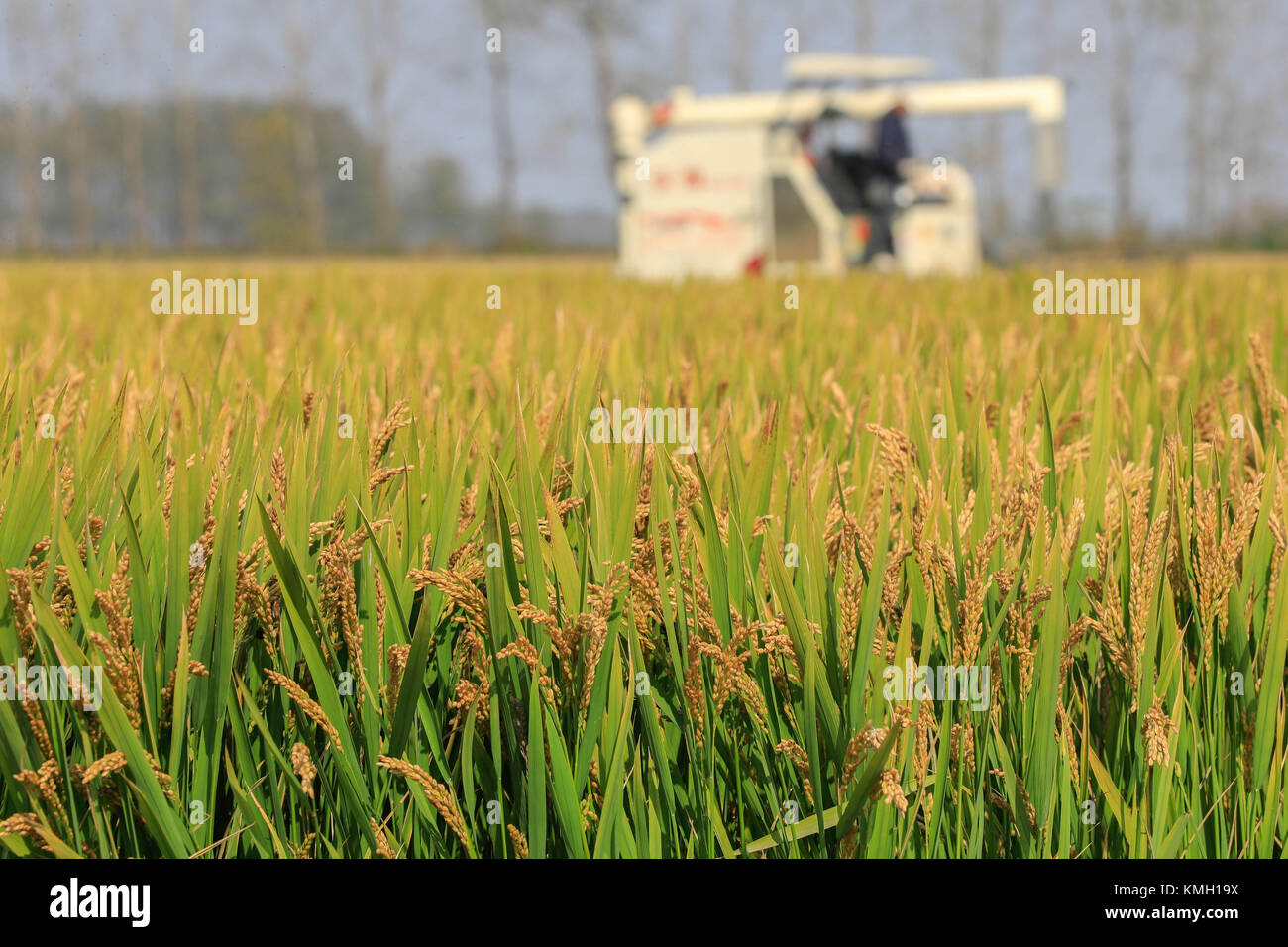 Huai'an der chinesischen Provinz Jiangsu. 24 Okt, 2017. einen Harvester Reis Kürzungen in den Feldern mingzuling Township von Ningbo City, der ostchinesischen Provinz Jiangsu, Oct. 24, 2017 China's Korn lag bei etwa 617.9 Mio. Tonnen im Jahr 2017, von 1,66 Mio. Tonnen oder 0,3 Prozent, verglichen mit letztem Jahr, entsprechend dem nationalen Amt für Statistik (NBS). Die zweite höchste Leistung war in der Geschichte. Credit: Zhou haijun/Xinhua/alamy leben Nachrichten Stockfoto