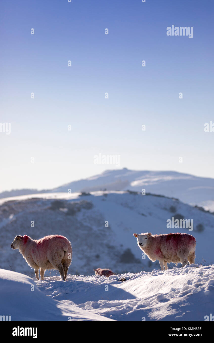 Flintshire, North Wales UK Wetter. Strahlend blauer Himmel kehrt nach einem Tag Schnee für viele Teile in Wales. Schafe Stoppen in der Wärme der Sonne, die auf der Suche nach Gras auf halkyn Berg mit Schnee bedeckt und Moel Famau Clwydian Hügel in der Ferne Stockfoto