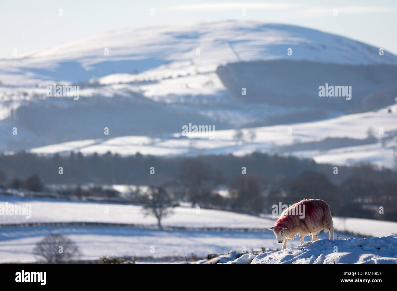 Flintshire, North Wales, UK Wetter. Strahlend blauer Himmel kehrt nach einem Tag Schnee für viele Teile in Wales. Ein Schaf sucht nach Gras unter dem tiefen Schnee auf halkyn Berg mit Schnee Clwydian Hügel an, der in der Entfernung Entfernung nach Sturm Dylan Stockfoto