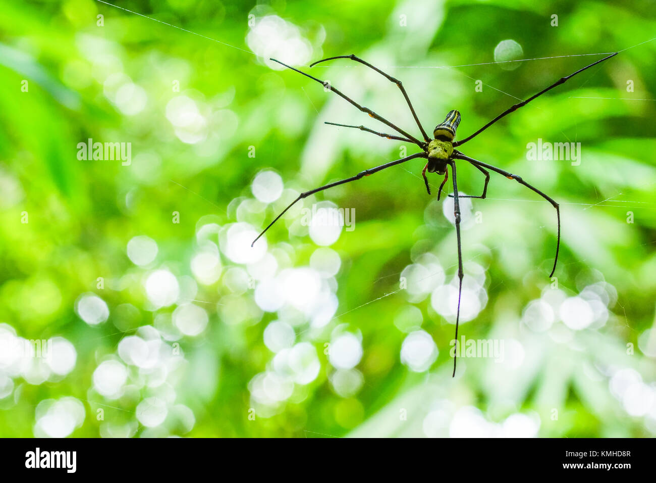 Spider mit seiner Web im Nationalpark von Thailand Stockfoto