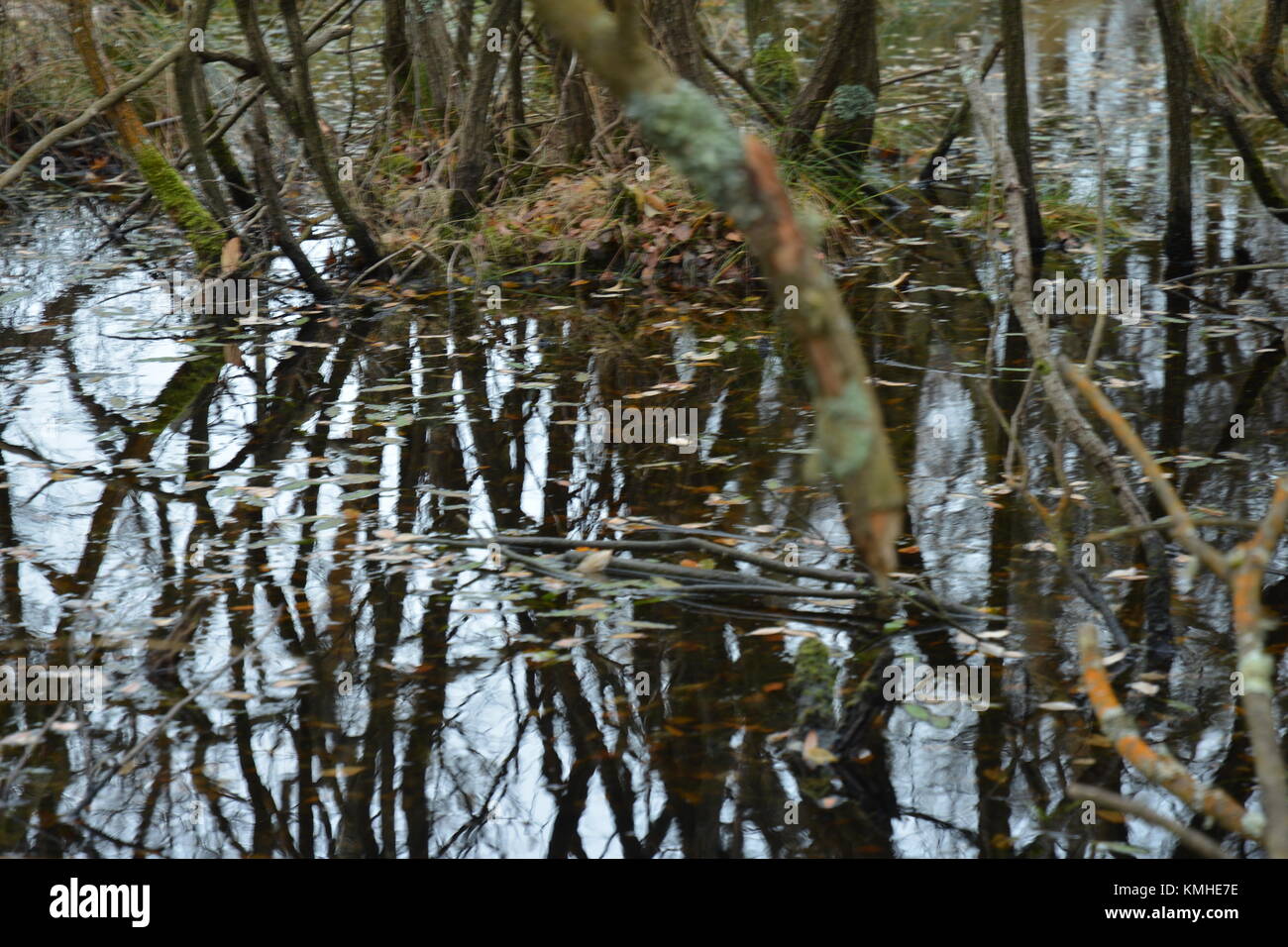 Bäume im sumpfigen Boden Stockfoto