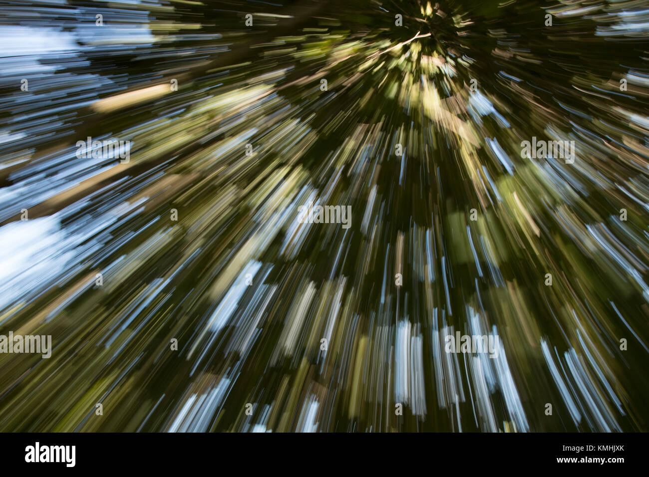 Zoom Zusammenfassung von Baum im Herbst Stockfoto