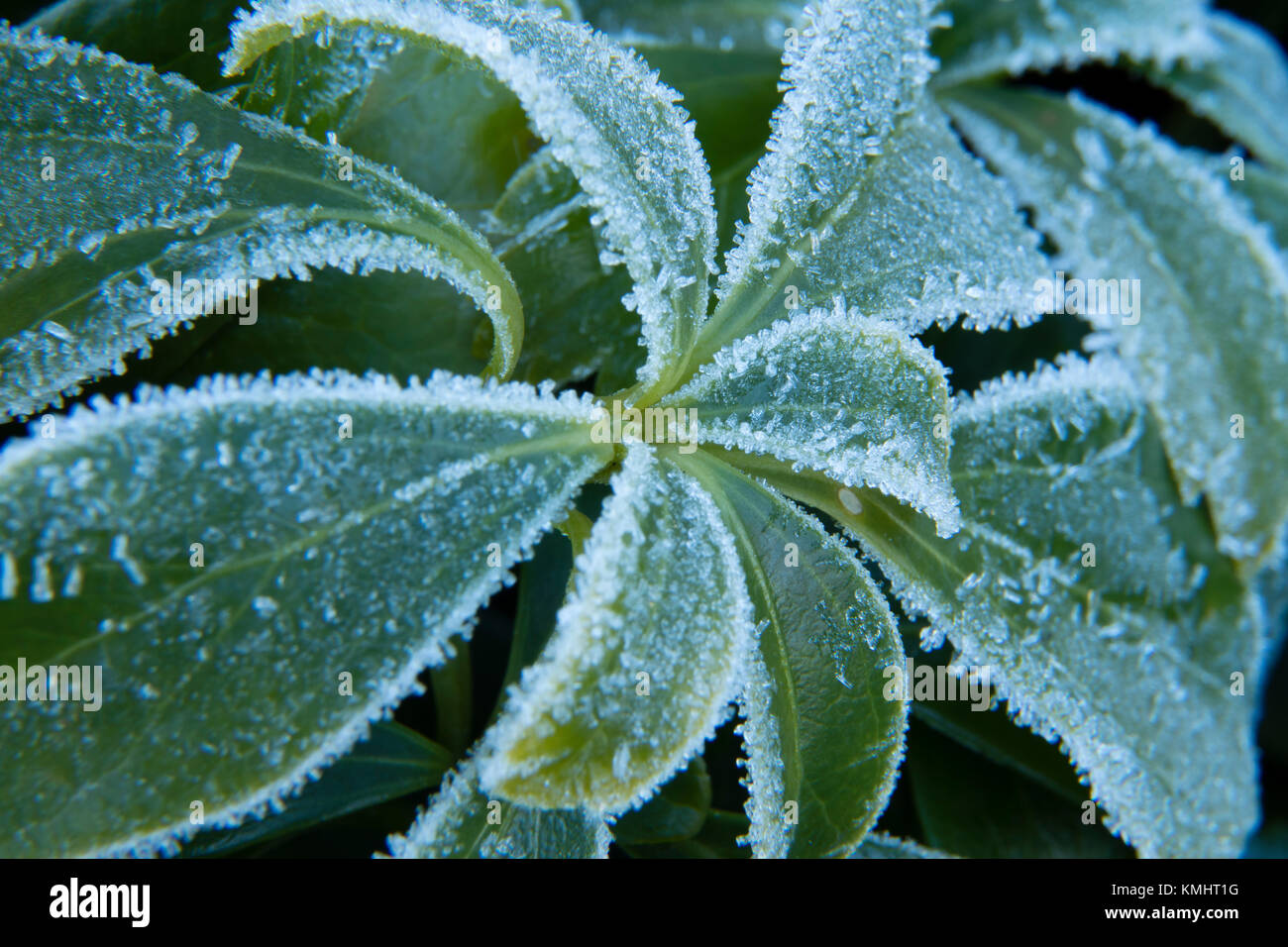 Der Frost auf den Blättern der Pflanze Stockfoto