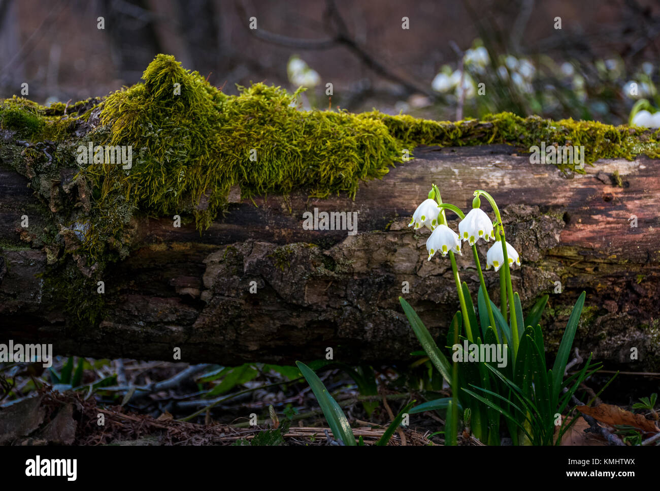 Blühende der weißen Märzenbecher in der Nähe des gefallenen Baum in springtimeforest. Schneeflocke auch genannt Sommer Schneeflocke oder loddon Lilie oder Leucojum vernum Stockfoto