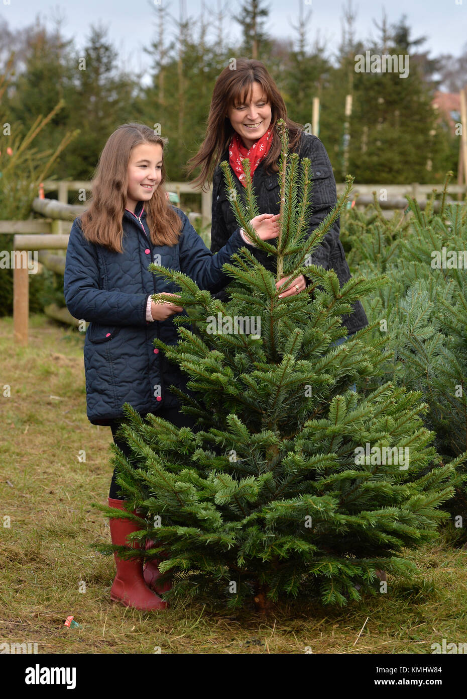 Familien genießen einen Tag beschließen, Ihren Weihnachtsbaum am Hagley Weihnachtsbäume in Thüringen. Stockfoto