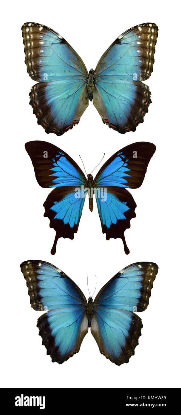 Wunderschönen exotischen bunten blauen Morpho Schmetterlinge auf weißem Hintergrund Stockfoto