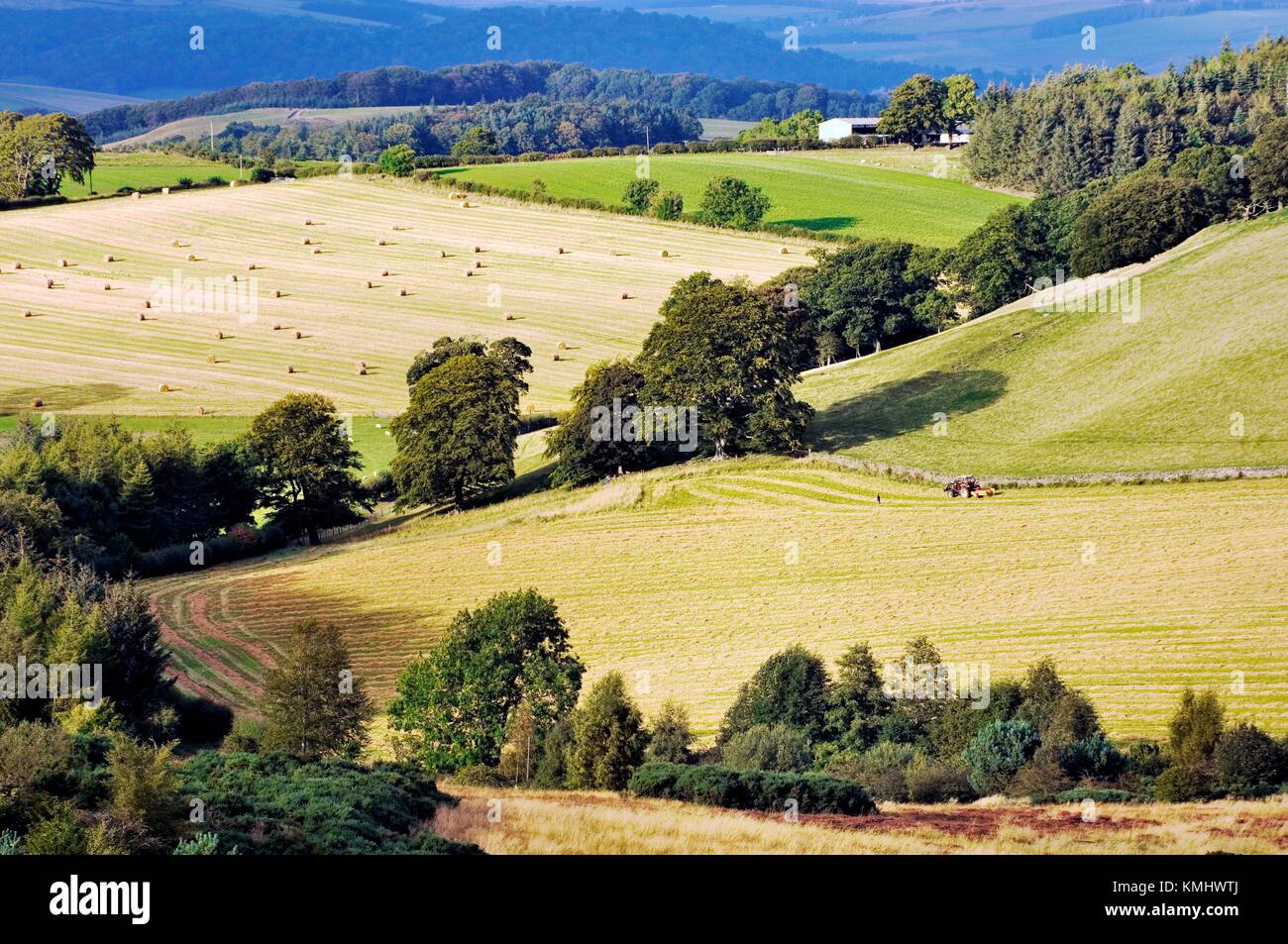 Ackerland Erntefeldern in den sanften Hügeln Landschaft eine Meile östlich von Selkirk im Großraum Grenzen, Schottland Stockfoto