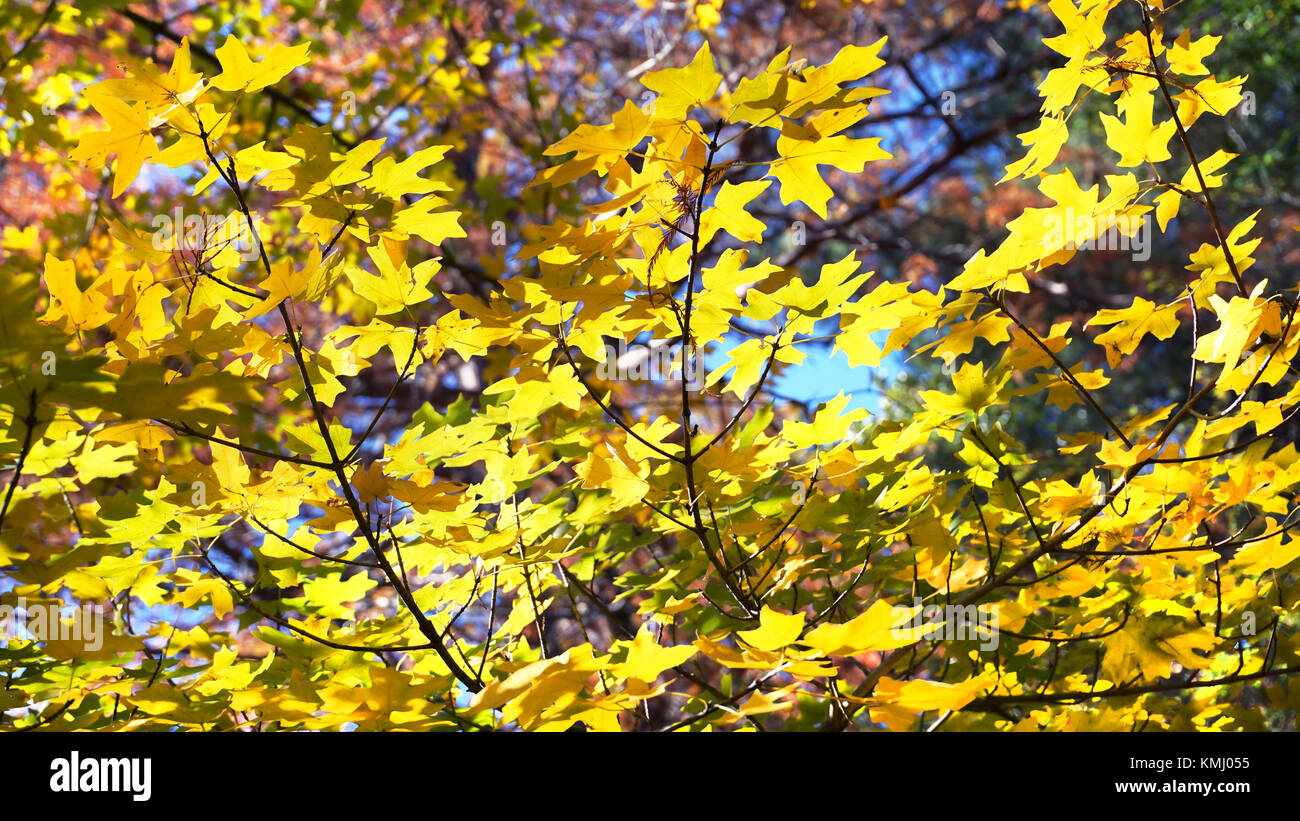 Herbst Farben der große Baum Blätter macht für coole Hintergrund. Stockfoto