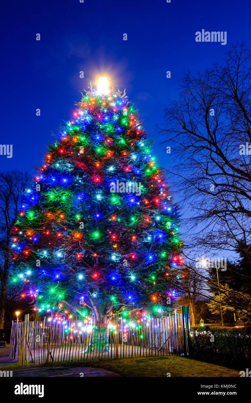 Bunte Lichter auf grossen Weihnachtsbaum Stockfoto