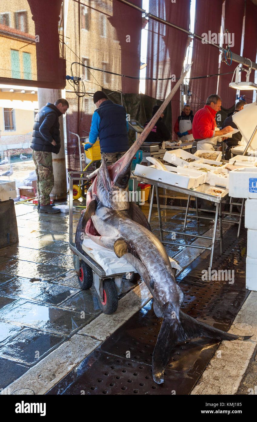 Gereinigt und ausgenommene Schwertfisch Xiphias gladius, im Rialto Fischmarkt, San Polo, Venedig, Italien liegen auf einem Trolley, die darauf wartet, zum transportiert werden Stockfoto