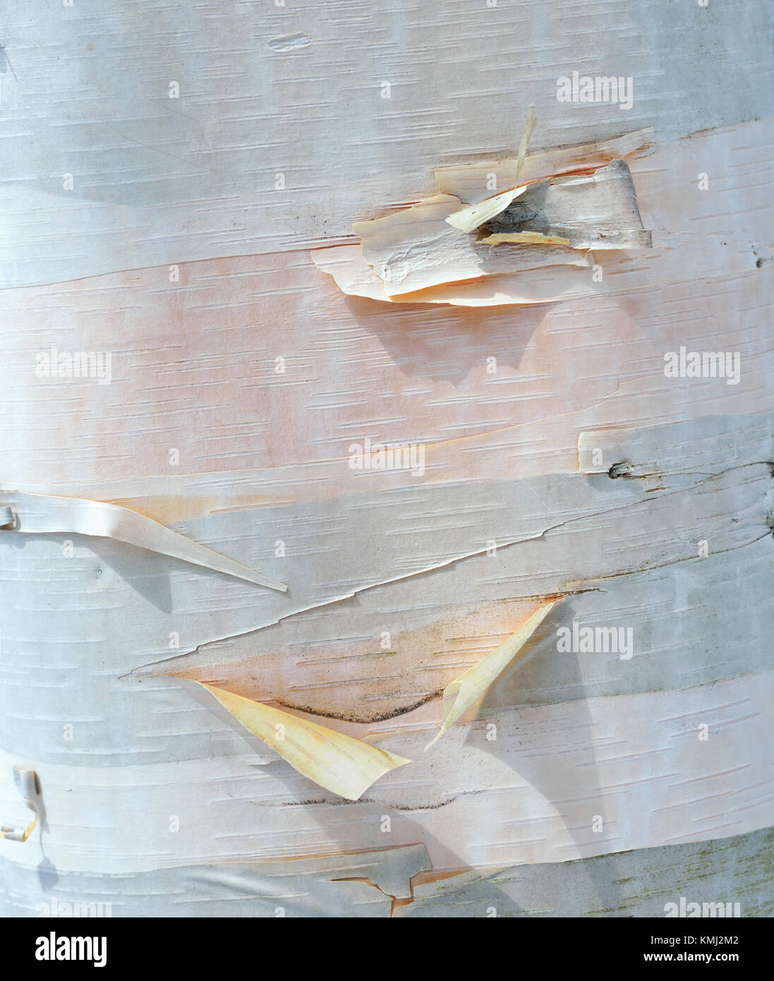 Paper birch Hintergrund. closeup von Baumstamm Textur mit grauen und weißen Streifen, zarte Peelings und Rosa unter Rinde. Schöne organische Oberfläche Stockfoto