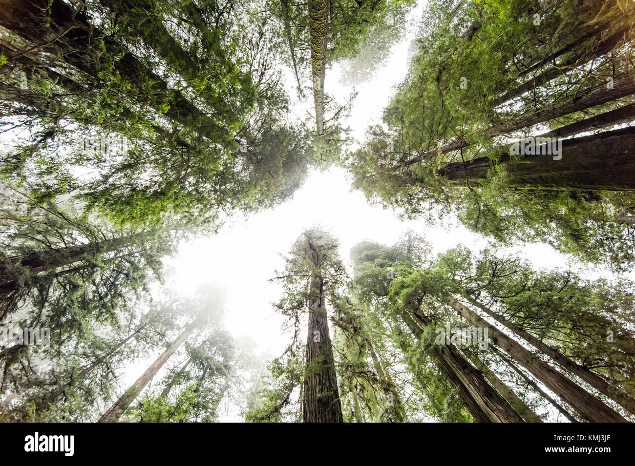 Giant Redwood Bäume im Prairie Creek Redwoods State Park, Kalifornien Stockfoto